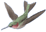 Kolibri
