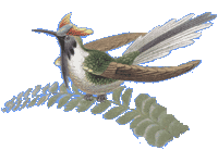 Kolibri