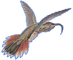 Kolibri